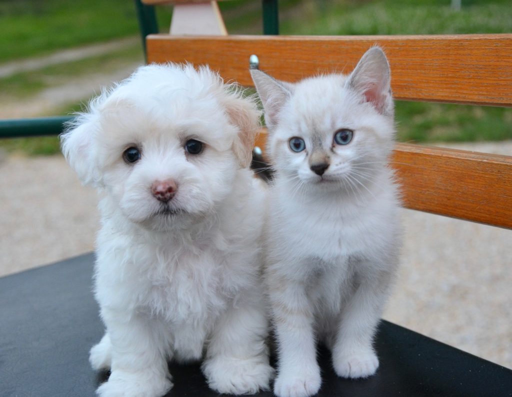 dog-cat-2479948_1920