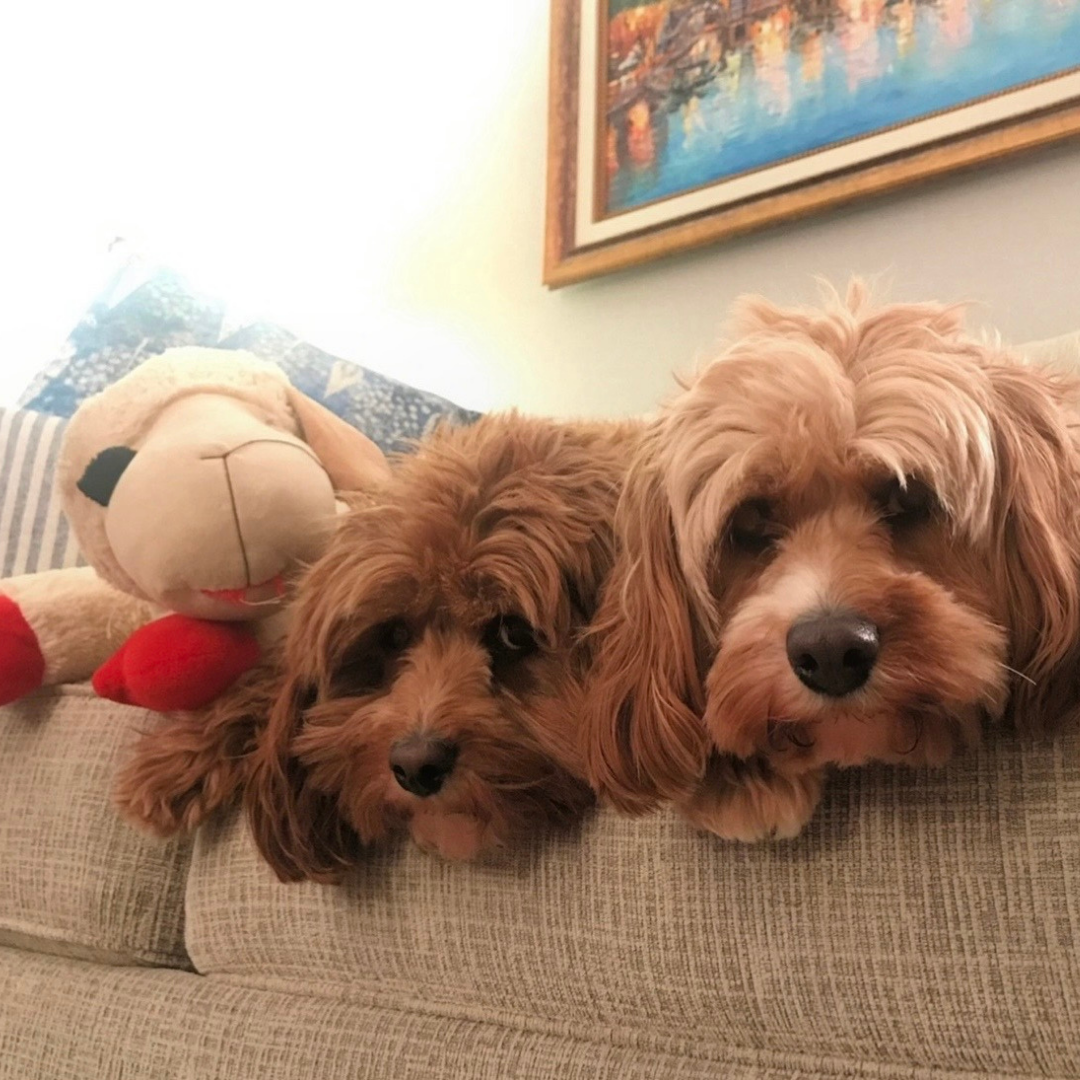 Meghan’s Olly & Rosie